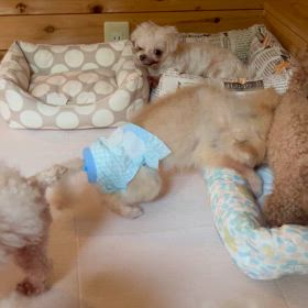 ポーちゃん、ありがとうの画像