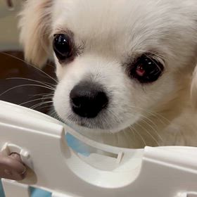 ペキマルちゃんの画像