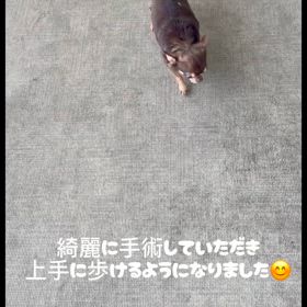 3歳チワワ、退院しましたの画像