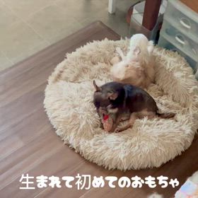 初めてのおもちゃの画像
