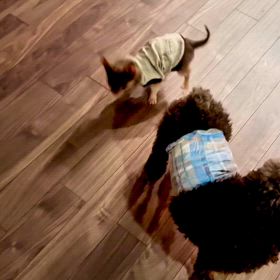 保護させていただいた5ヶ月チワワのボクちゃんの画像