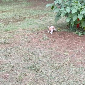 ギャビーちゃんの大冒険の画像