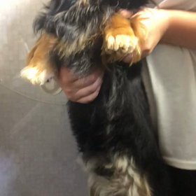 犬で遊ぶ娘ちゃんの画像