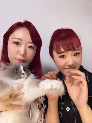 姉と猫と私(✯ᴗ✯)の記事動画