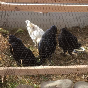 鶏の画像