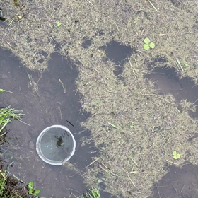 今年の田んぼの画像