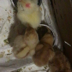 あずさの画像