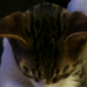猫ちゃんの画像