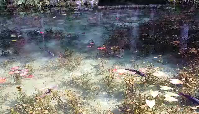 .*･ﾟ 岐阜旅行　.ﾟ･*.の記事動画