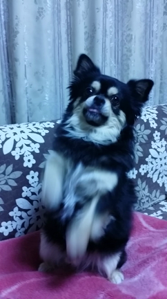 ✩お正月休み✩の記事動画