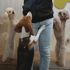 犬カフェの画像