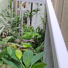 毎年恒例のアゲハ蝶がやって来ましたよ~の画像