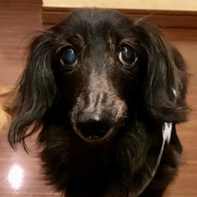 ネロ君14歳になりましたの画像