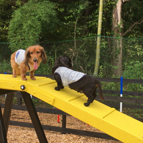 ネロ君やる時はやりますの画像