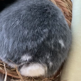 おけつ はみ出てますよの画像