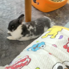癒しでしかないの画像