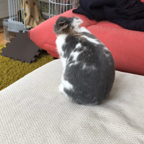 可愛すぎてずるいの画像