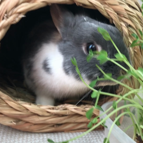 ただいまピコ！の画像
