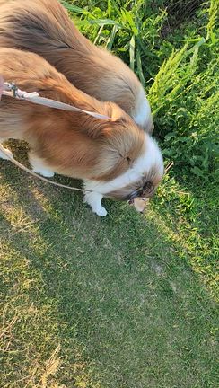 犬向きクッションフロアのメーカー選びの記事動画