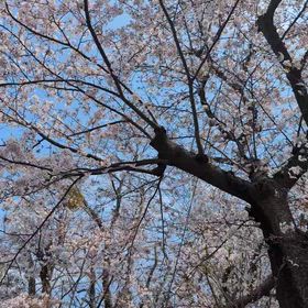春の訪れの画像