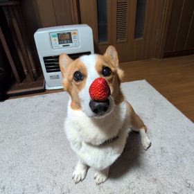 鼻パクの画像