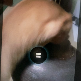 壺に入る猫の画像