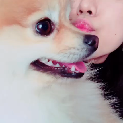 わんころもちの記事動画