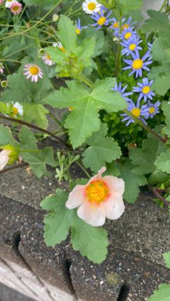 秋に植えたマルバストラムの開花の記事動画