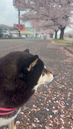 芽吹きたちの記事動画