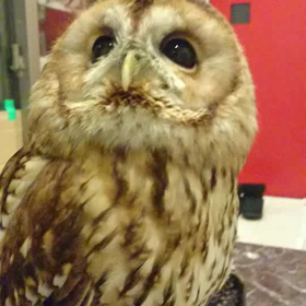 ピーピー鳴いてもフクロウだよ！の画像