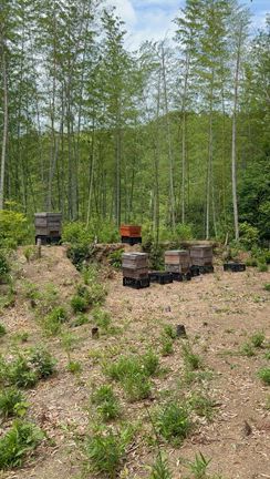 蜂に沢山刺されながらもの記事動画