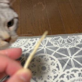 猫の日in2024/02/22の画像