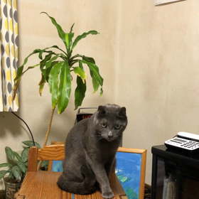 シューは上手ですの画像