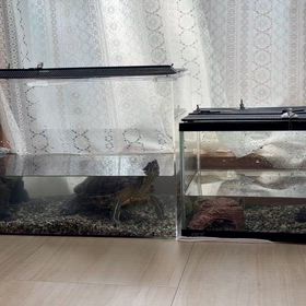カメの水槽の水換えの画像