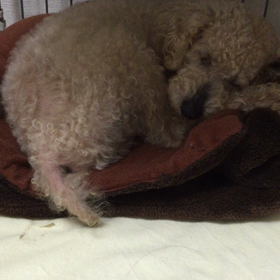 ボーちゃん、眠いねぇ(^ ^)の画像