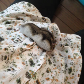 OK出ましたの画像