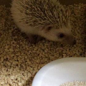 ハリネズミ　まだまだ慣れずの画像