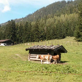 お山の散歩の画像
