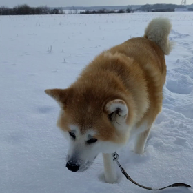 寒い毎日です①（動画）の画像
