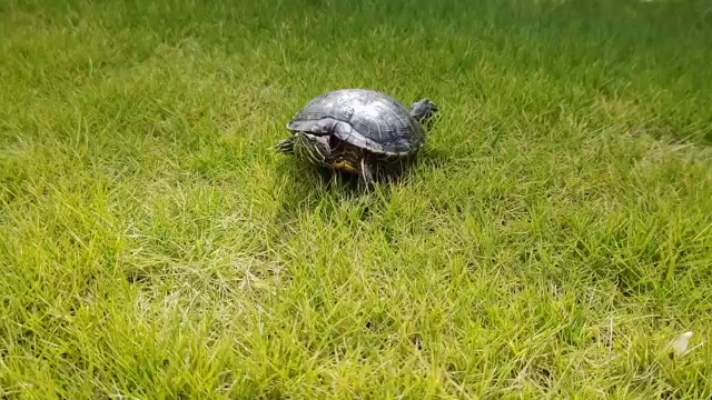 日本海に行きましたの記事動画