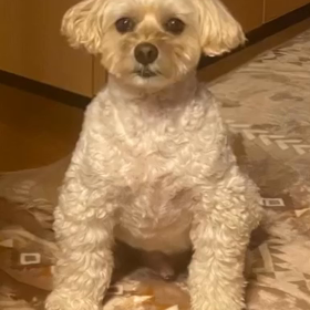 アメイジングの画像