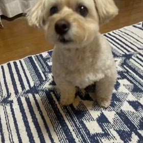 ミツバチの画像