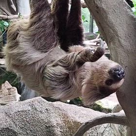 ナマケモノの画像
