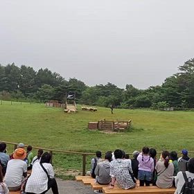 sheep showの画像