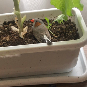 植物と一緒にの画像