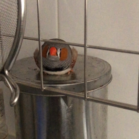 おっちゃんこ②の画像