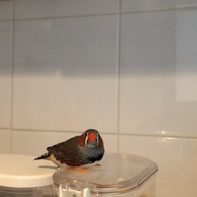 ただおっちゃんこしてるだけの画像
