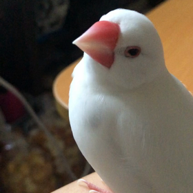 アルバム2の画像