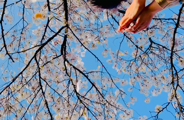 イケてる桜写真の撮り方の記事動画