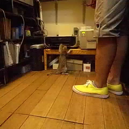 空汰という猫の話　3/5 初めて出会った日の動画の記事動画